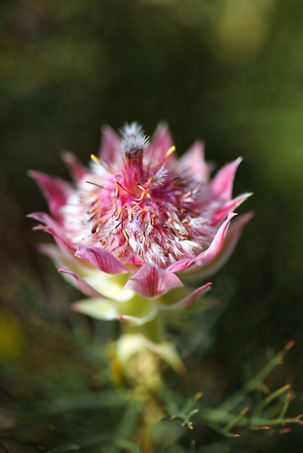 Protea Small Pink Flowers by Joy Watson